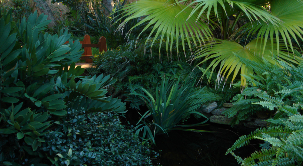 Tropical Koi Pond